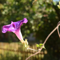 Вьётся по спирали.