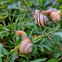 Третий лишний