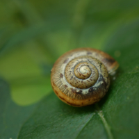 Пёстренькая