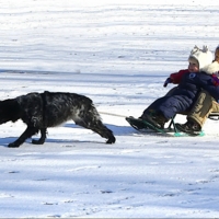 Сами саночки летят?