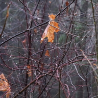 Осенний лист