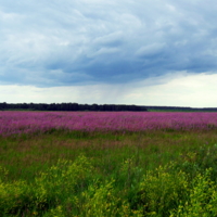 Перед грозой.