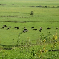 На лугу пасутся ко...