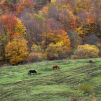 осень