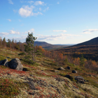 осенний ковёр