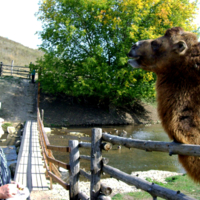 Банановое счастье