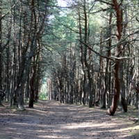 Сказочный путь