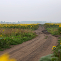 Подсолнечная дорога