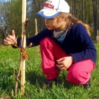 Нежность первоцвета