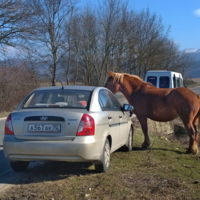 Встреча лошадинных сил