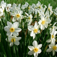 Нарциссы