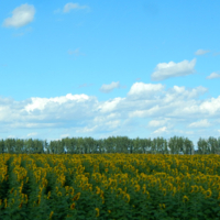 Р-р-р-авняйсь!!!!