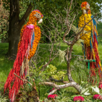 Цветочные попугаи