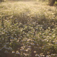 ромашковая река