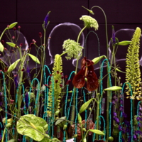 На выставке цветов