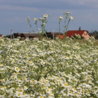 моя деревня