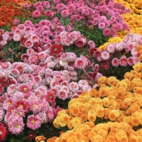 Волна за волной