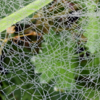 жемчужинки