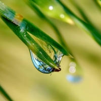 Живительная капля росы