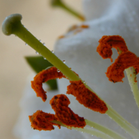 Уроки ботаники