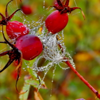 Украшение...