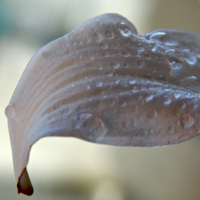 Лепесток лилии