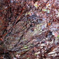 ловушка для росы