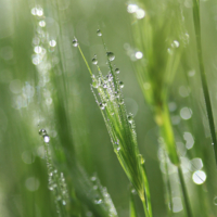 Хрустальное утро