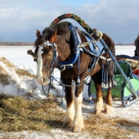 Але! Такси заказывали?