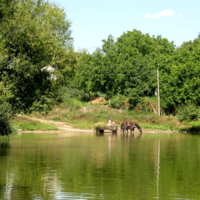 На водопое