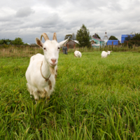 Деревенская идиллия