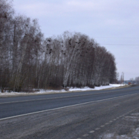 Птичье общежитие у дороги