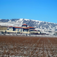 зимний виноград