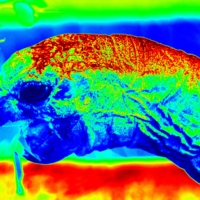 змея и черепаха