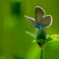 "Красавица!!!"- подумал муравей