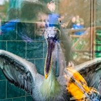 В зоопарке...