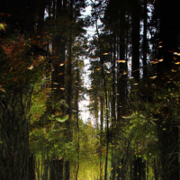 волшебный лес