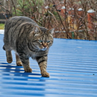 Да это кот на крыше...