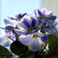 Цветущая сенполия