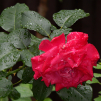 После июньского ливня