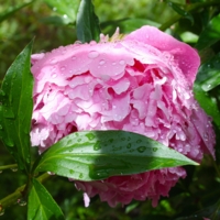 Щедро ливень напоил