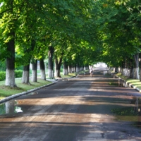 В каштановом тоннеле