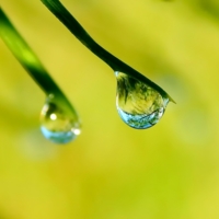 Отражение в дождинке...