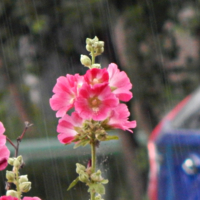 Июньский ливень