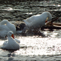 Бабушкины гуси