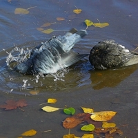 Парное купание