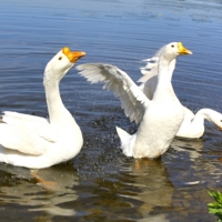 Утренние процедуры