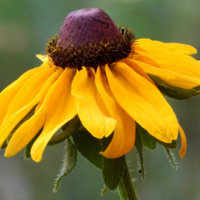 Поклонник Билайна