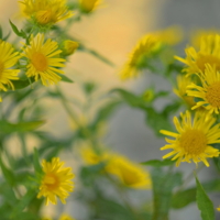 на солнечной поляночке...