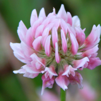 Альтернатива розам